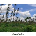 ขายที่ดินว่างเปล่า ต.ชีลอง อำเภอ เมืองชัยภูมิ จังหวัด ชัยภูมิ