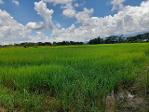 ขายที่ดิน ติดถนน  4ไร่ 14 ตร.วา