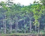 มีรายได้ทันที สวนยาง-ไม้กฤษณากำลังให้ผลผลิต44ไร่พร้อมบ้านพัก จันท