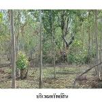 ขายที่ดินว่างเปล่า ต.รอบเมือง อำเภอ เมืองชัยภูมิ จังหวัด ชัยภูมิ