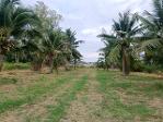 ขาย ที่ดินเปล่า หนองขอน ใกล้ซ.หม่อนไหม ไม่ไกลจากสถานที่ท่องเที่ยว