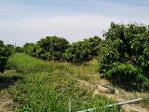 ขายที่ดิน 2-2-20ไร่ 950,000บ.สวนลำไย ต.ท่าตุ้ม ​อ.ป่าซาง ลำพูน
