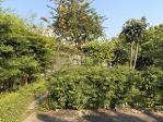  ขายที่ดินพร้อมบ้าน เนื้อที่ 121 ตรว. ทำเลเด่น งามวงศ์วาน ประชาชื