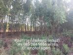 ขายที่ดิน ต.แก่งดินสอ อ.นาดี จ.ปราจีนบุรี  เนื้อที่ 6 ไร่ 61 ตารา